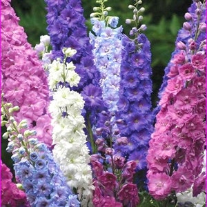 100 Pcs Larkspur Imperial Strain Mix Flower Seeds DELPHINIUM CONSOLIDA-Rocket LarkspurB145 image 1