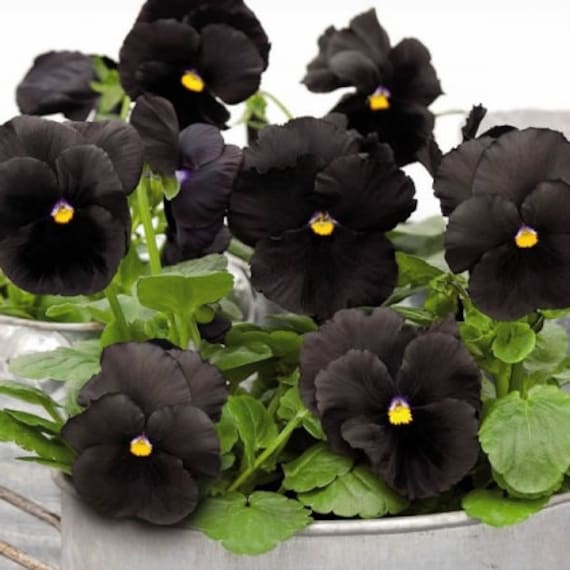 30 Black Pansy Flower Seeds Black Clear Crystals Viola Pansy Etsy