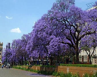 Paulownia Fortunei FAST Growing! 250//1000//5000 Seeds Blue Foxglove Tree