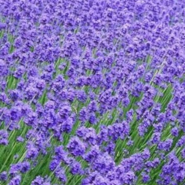 100+  English  Lavender Seeds- Organic  Non GMO-Avandula angustifolia-G024