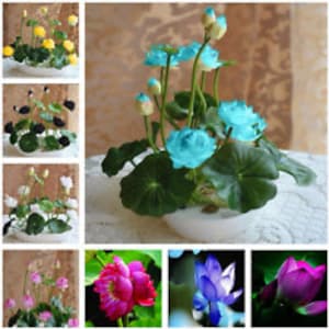 Puede incluir: Surtido de semillas de flor de loto en varios colores, incluyendo amarillo, negro, blanco, rosa, rojo, azul y morado. Las semillas se muestran en una maceta blanca con hojas verdes y capullos de flores.