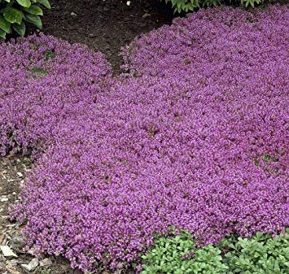 500 Creeping Thyme Seeds Ground Cover, Is Creeping Thyme A Good Ground Cover