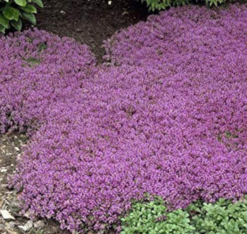 5 grams of Creeping Thyme Ground Cover Seed MixB802 WITH Etsy