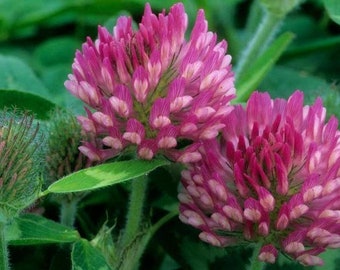 May include: Close-up of two pink and white clover blossoms with green leaves. The clover blossoms are in full bloom and have a delicate, feathery texture.