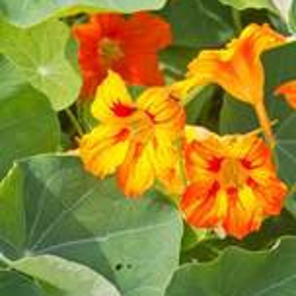 15 Kapuzinerkresse Glorious Gleam Blume Samen - KAPUZINERKRESSE TROPAEOLUM Jahresblume---B236