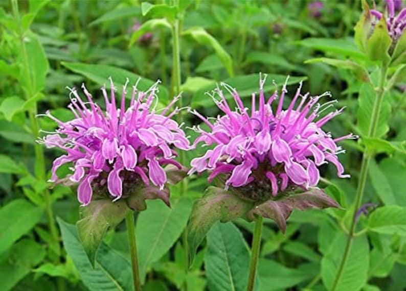 Más de 100 semillas de flores silvestres de bergamota salvaje semillas de bálsamo de abeja MONARDA FistulosaG043 imagen 4