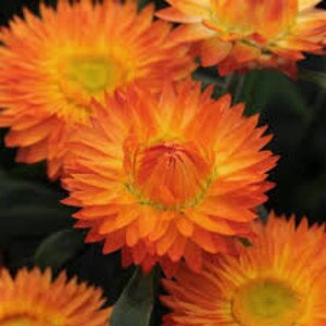 50+ Orange Strawflowers Helichrysum Flower Seeds- Fleur annuelle-B217-Xerochrysum Bracteatum