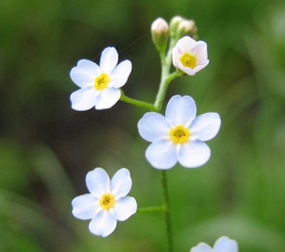 Más de 100 semillas de flor de nomeolvides alpina blanca - B165 - Myosotis  alpestris - Perenne - Etsy México