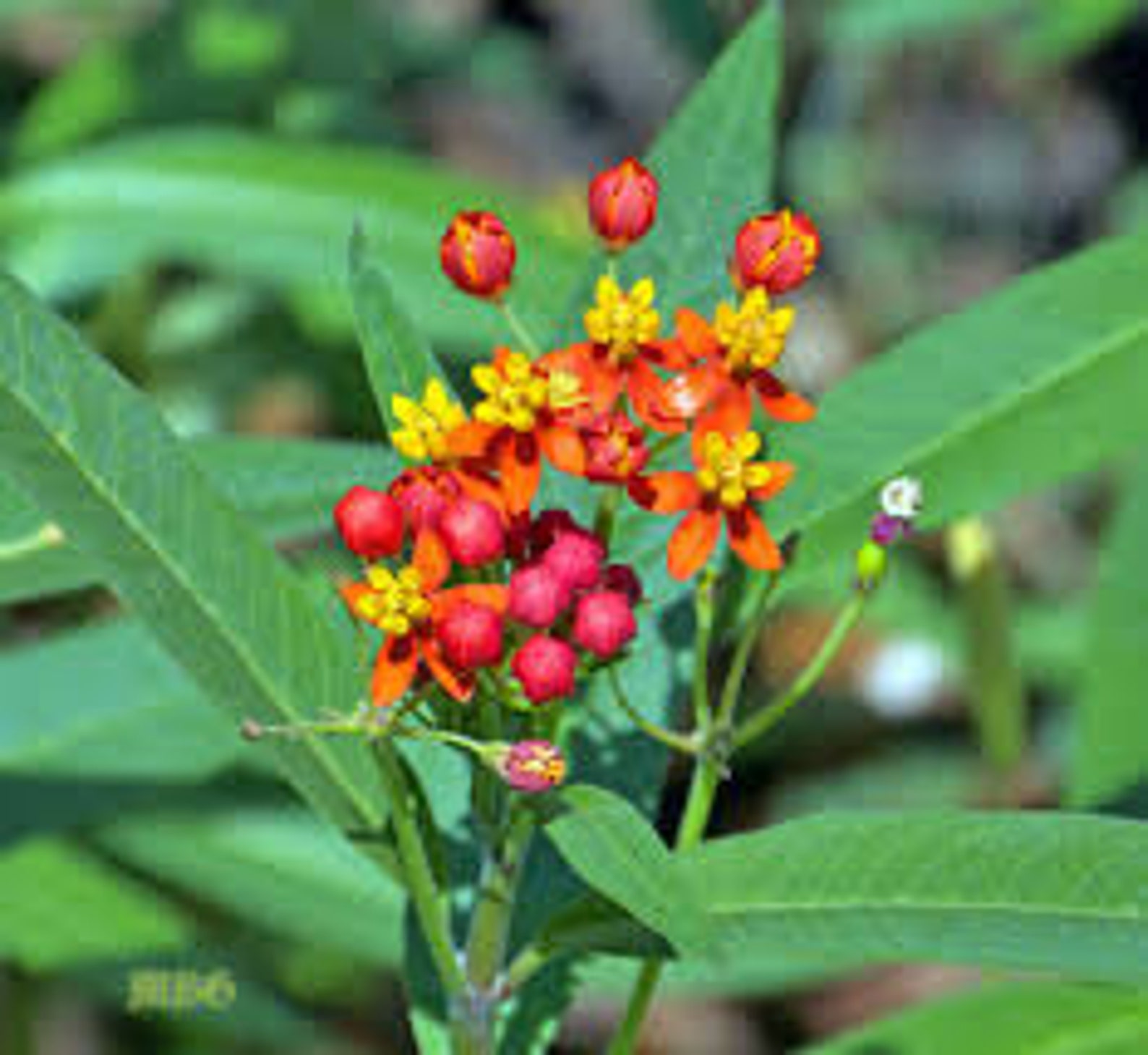 50 Tropical Milkweed SeedsBlood FlowerAsclepias Etsy
