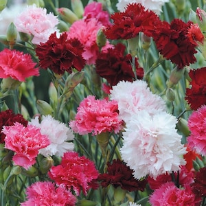 100+ Pinks Dianthus Sonata Double Imperial Gemengde Bloemzaden- Pure Beauty--Dianthus Plumarius-(B052)