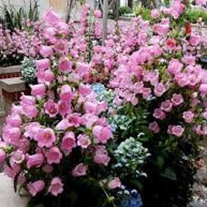 50 Rare Canterbury Bells Rose-Pink Flower Seeds-Campanula Medium-Cup and Saucer Rose-Pink Flower-Elegant Biennial Lovely Blooms-B454 image 4