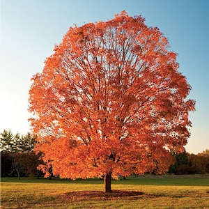 May include: A majestic tree displays a stunning array of orange and red foliage, set against a clear blue sky. The tree is in a grassy field, with the sunlight highlighting the autumn colours. The image captures a serene and natural landscape.