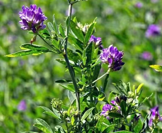 2000+ Alfalfa Seeds Organic-g074-perennial - Etsy Canada