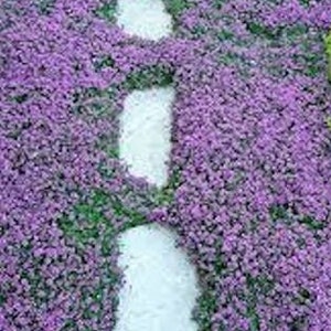 1000+ Creeping Thyme Seeds- Ground Cover Seeds-THYMUS SERPYLLUM- Magic Carpet- low maintenance drought resistant-B196