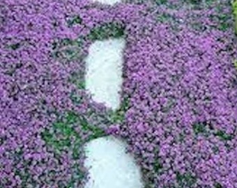 1000+ Creeping Thyme Seeds- Ground Cover Seeds-THYMUS SERPYLLUM- Magic Carpet- low maintenance drought resistant-B196