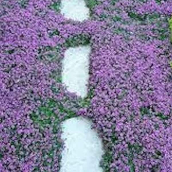 1000+ Creeping Thyme Seeds- Ground Cover Seeds-THYMUS SERPYLLUM- Magic Carpet- low maintenance drought resistant-B196