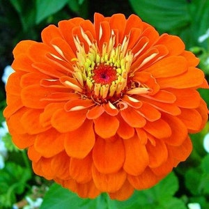 Può includere: Un fiore di zinnia arancione vibrante con un centro giallo e punte bianche sui petali.