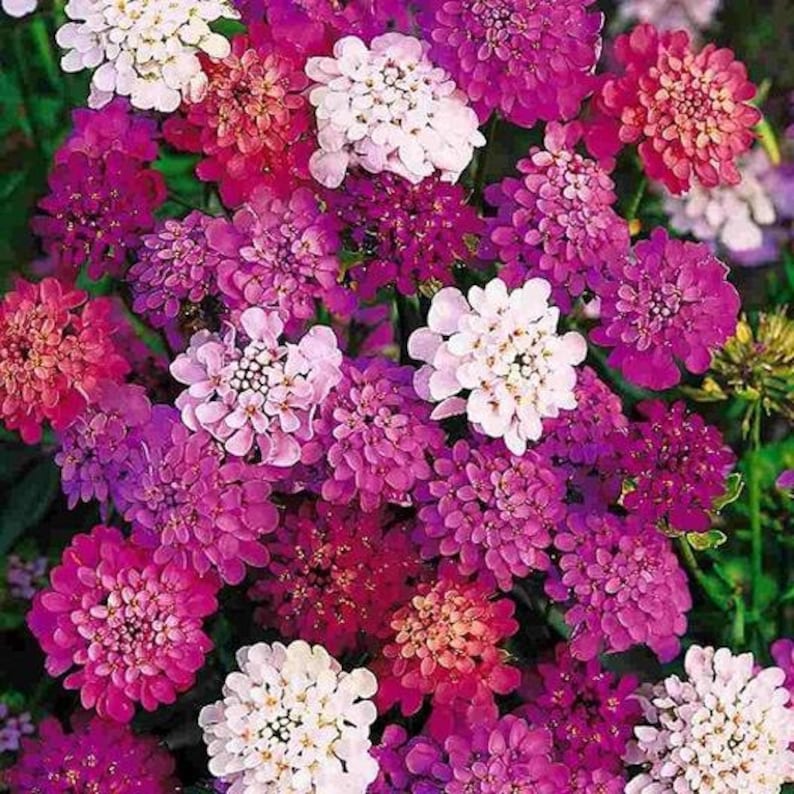 100 Pcs Umbelleta Candytuft Mixed Color Flower Seeds Iberis Etsy