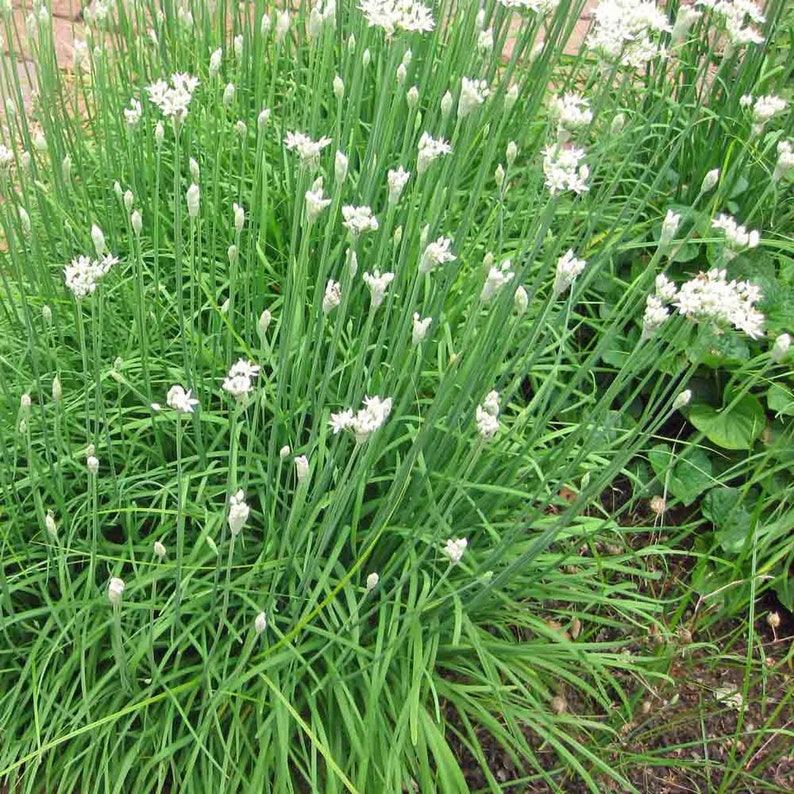 50 Garlic Chives Seeds-Allium Tuberosum-Excellent Culinary Herb-G082-Powerful flavour image 2