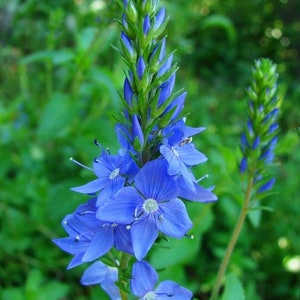 50 Veronica Teucrium Flower Seeds Royal Blue Speedwell-Austriaca-B262-Saw-leaved speedwell-Austrian speedwell Hungarian speedwell image 4