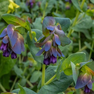 May include: Close-up of a plant with blue and purple flowers. The flowers are clustered together and have a delicate, almost iridescent appearance.