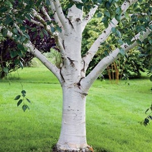 Peut inclure: Gros plan sur un bouleau à l'écorce blanche et aux feuilles vertes. Le tronc de l'arbre est le point central, avec plusieurs branches s'étendant vers l'extérieur. L'arrière-plan présente de l'herbe verte et d'autres feuillages.