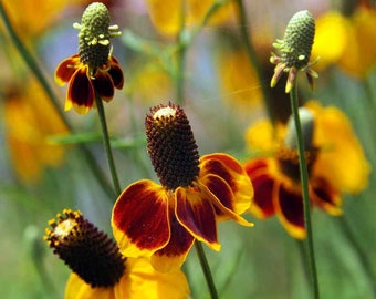 200+ Mexican Hat Seeds- RATIBIDA COLUMNIFERA Perennial Deer Resistant Flower-B129- Fast growing Perennial Sunflower