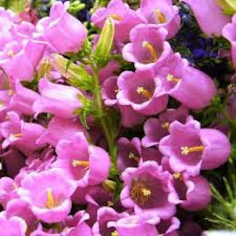 50 Rare Canterbury Bells Rose-Pink Flower Seeds-Campanula Medium-Cup and Saucer Rose-Pink Flower-Elegant Biennial Lovely Blooms-B454 image 2