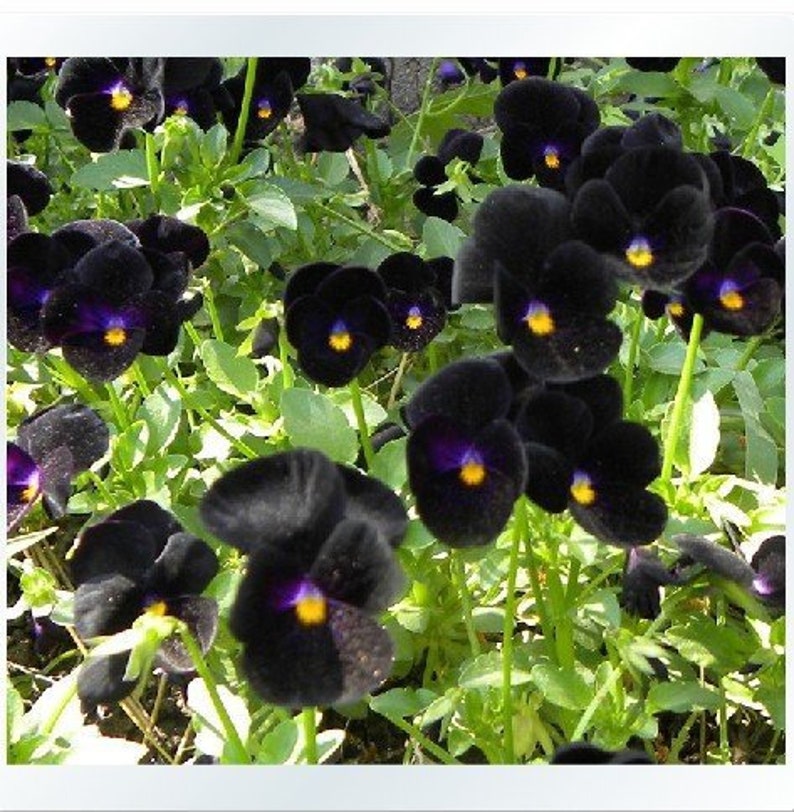 30 Black Pansy Flower Seeds Black Clear Crystals Viola Pansy Flower Black Devil Pansy VIOLA WITTROCKIANAB126 image 4