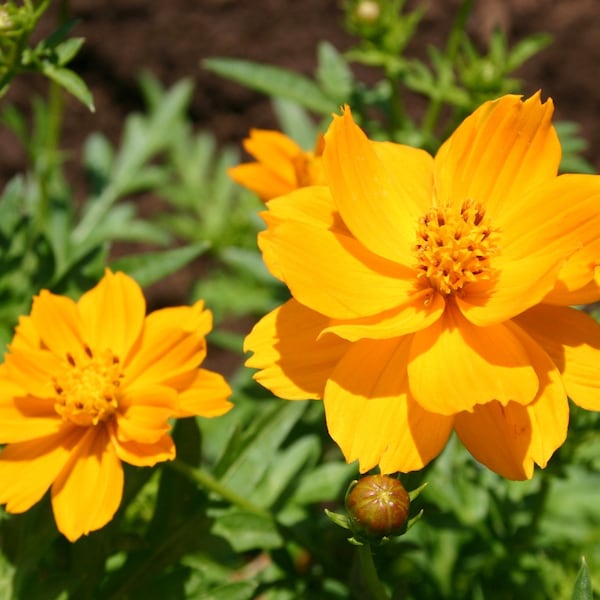 100+ Cosmos Bright Lights  Seeds-- Sulphureus Cosmos Orange-Klondike Cosmos-B227-Beautiful and Easy to grow butterfly attracting Annual