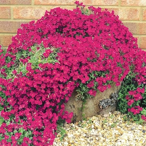 100+ Red Rockcress Cascading Seeds-Mat forming Perennial Ground Cover-AUBRIETA HYBRIDA----B183