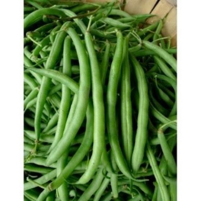 30 Organic Burpee Stringless Garden Green Bean Seeds Phaseolus Vulgaris Heirloom VarietyA084 image 1