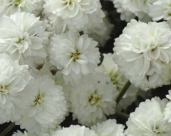 100+ Pearl Yarrow Flower Seeds-Perry's White-ACHILLEA PTARMICA-B135