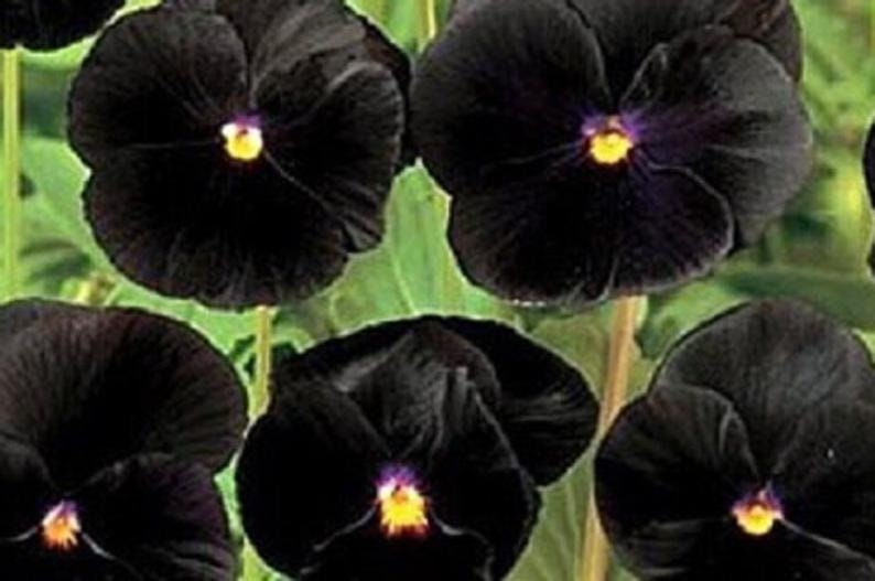 30 Black Pansy Flower Seeds Black Clear Crystals Viola Pansy Flower Black Devil Pansy VIOLA WITTROCKIANAB126 image 2