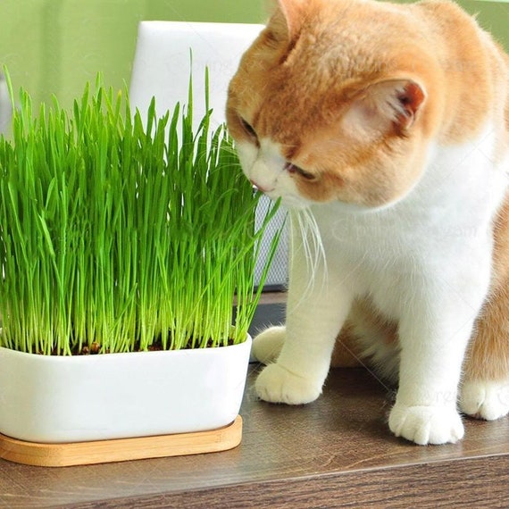 100 Organic Cat Grass Seeds Your Cat Deserve the Etsy Canada