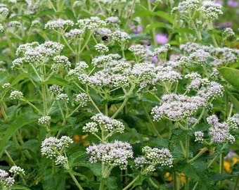 Más de 100 semillas de flores silvestres Boneset-Eupatorium Perfoliatum-B267-Planta perenne muy útil y medicinal