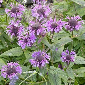 100+ Wild Bergamot Wildflower Seeds- Bee Balm Seeds- MONARDA Fistulosa--G043