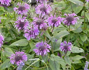 100+ Wild Bergamot Wildflower Seeds- Bee Balm Seeds- MONARDA Fistulosa--G043