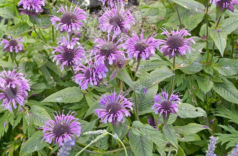 Más de 100 semillas de flores silvestres de bergamota salvaje semillas de bálsamo de abeja MONARDA FistulosaG043 imagen 1