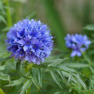 Puede incluir: Primer plano de una flor azul en forma de globo con pétalos delicados. La flor está rodeada de hojas verdes.