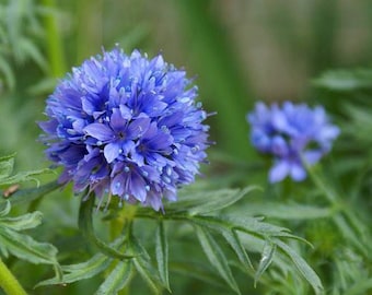 200 個以上のギリア カピタタ花種子 - クイーン アンズ シンブルズ