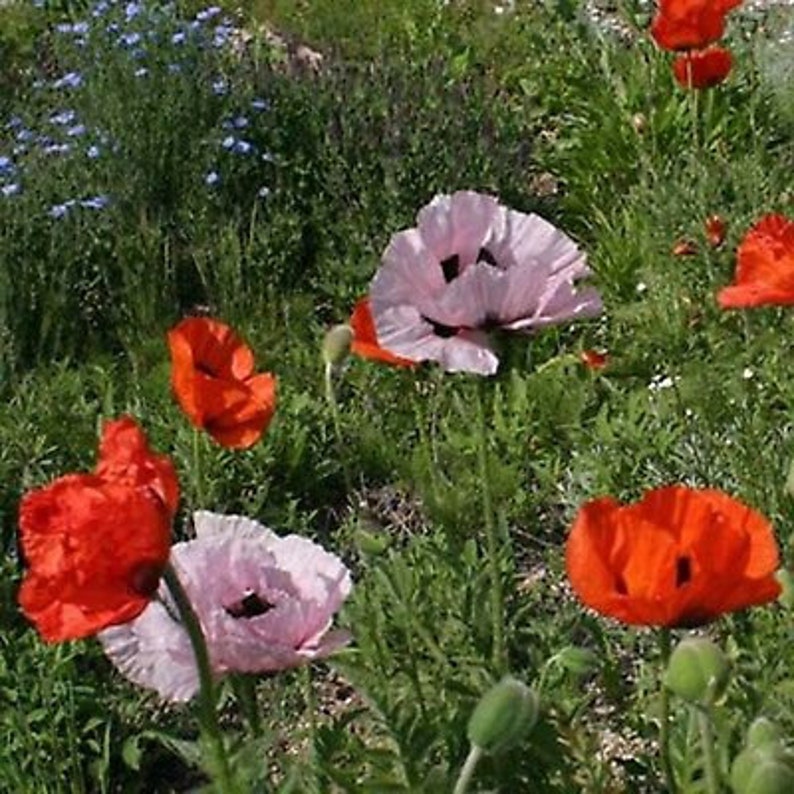 100 Oriental Mix Poppy Flower Seedscolorful and Beautiful Etsy Canada