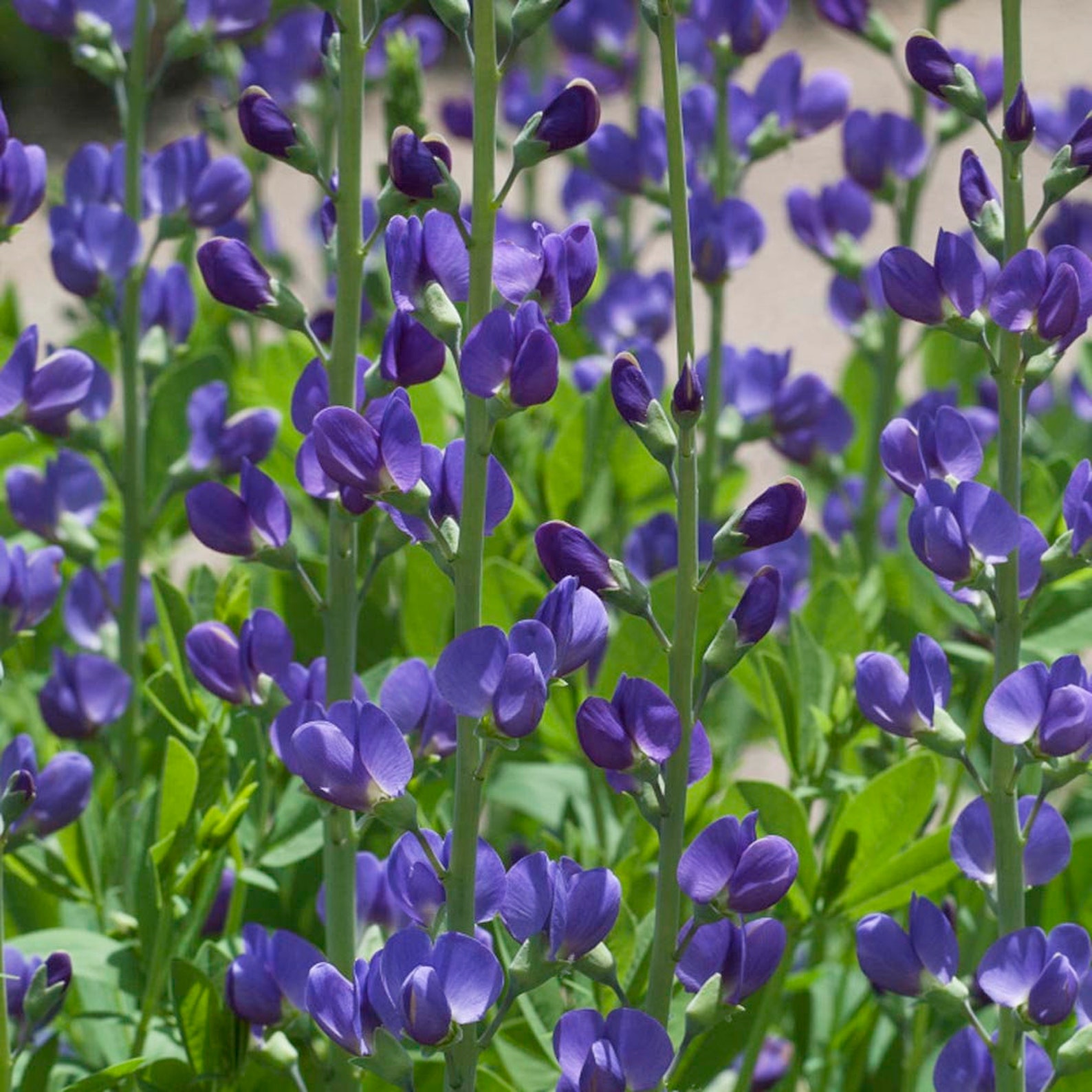 10 Blue False Indigo Wildflower Seedswild Blue Indigo Etsy Canada