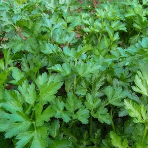 Könnte beinhalten: Nahaufnahme einer üppigen grünen Petersilienpflanze mit leuchtenden Blättern. Die Petersilie wächst in einem Garten.