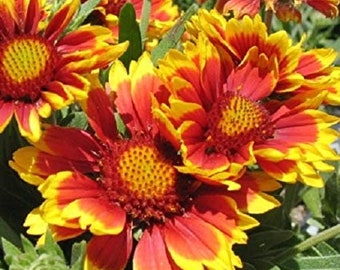 100+ Mezclar Gaillardia Manta Semillas de flores-Gaillardia Aristata Mezclar Semillas de flores-Manta Flor-Manta india-B516