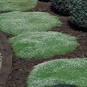 Può includere: Primo piano di una pianta tappezzante con piccole foglie verdi e fiori bianchi. La pianta sta crescendo in un giardino.