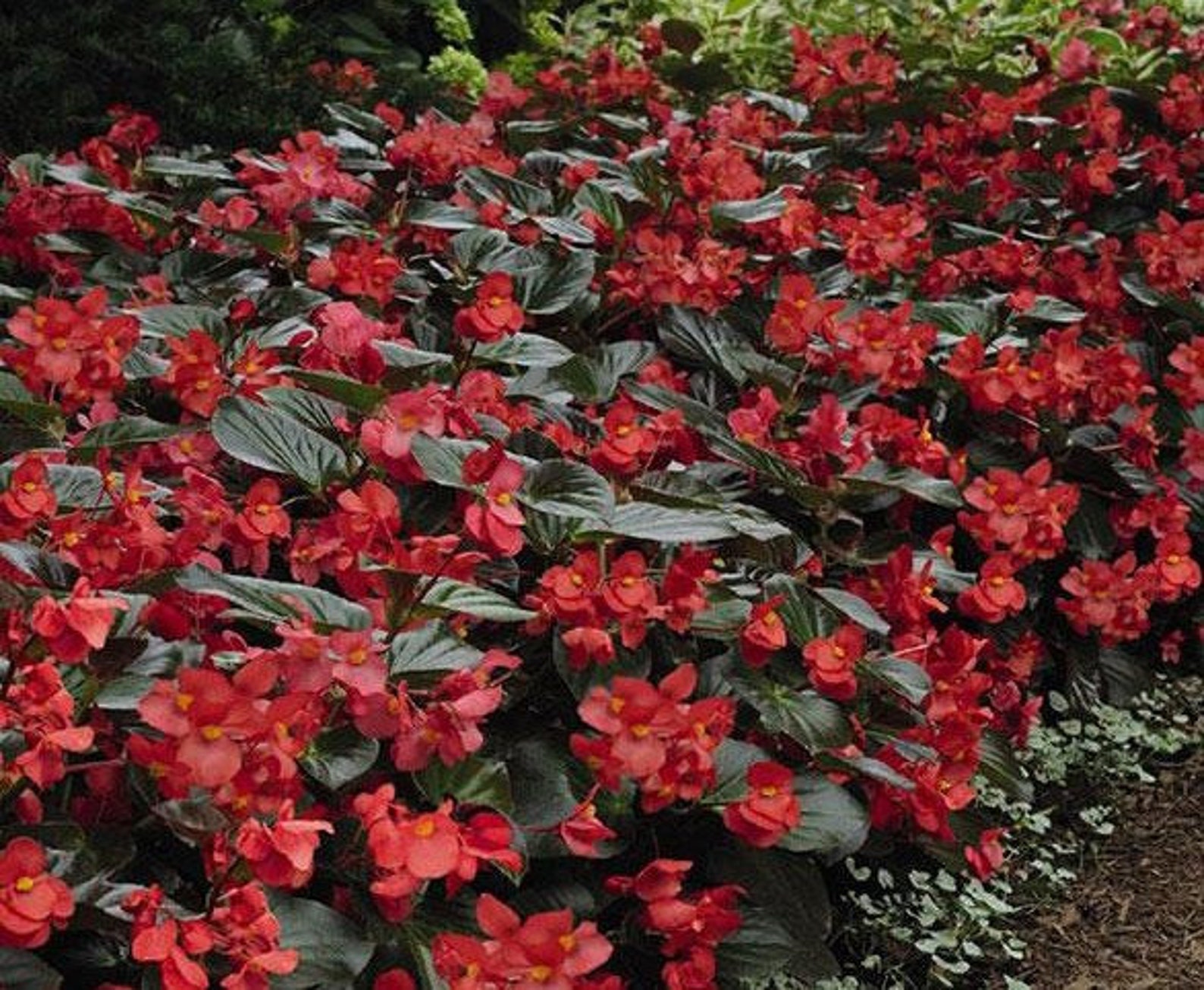 wax begonia uses