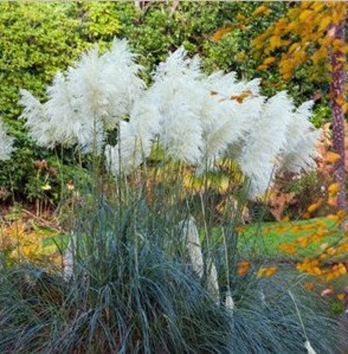 50 White Pampas Grass Seedsfast Growing Ornamental Home Etsy Canada