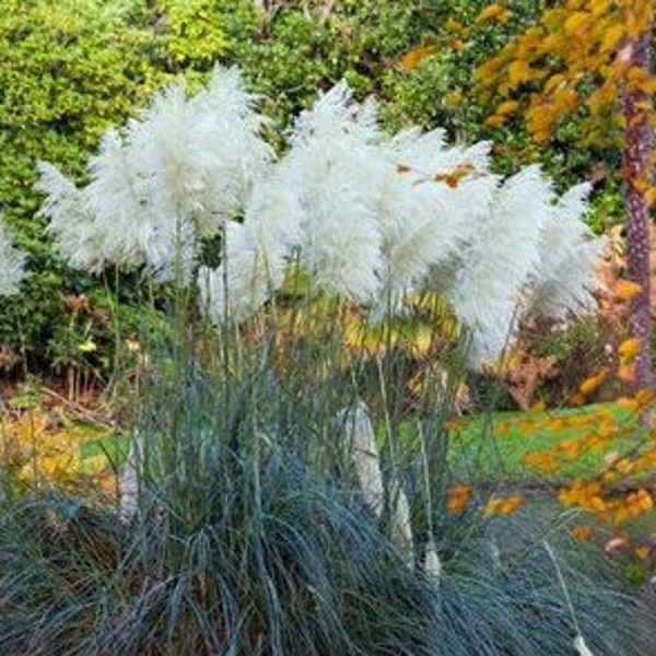100+ weiße Pampas-Grassamen-Schnell wachsende dekorative Hausgartenpflanze - CORTADERIA SELLOANA ... B184