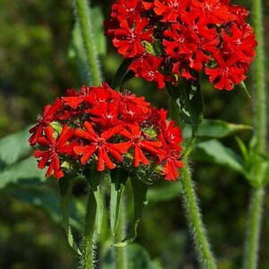 100 Maltese Cross Flower Seed-Lychnis Chalcedonica-Jerusalem Cross-Dusky Salmon-Excellent Perennial-Magnet for Butterflies/Hummingbird-B447 image 2